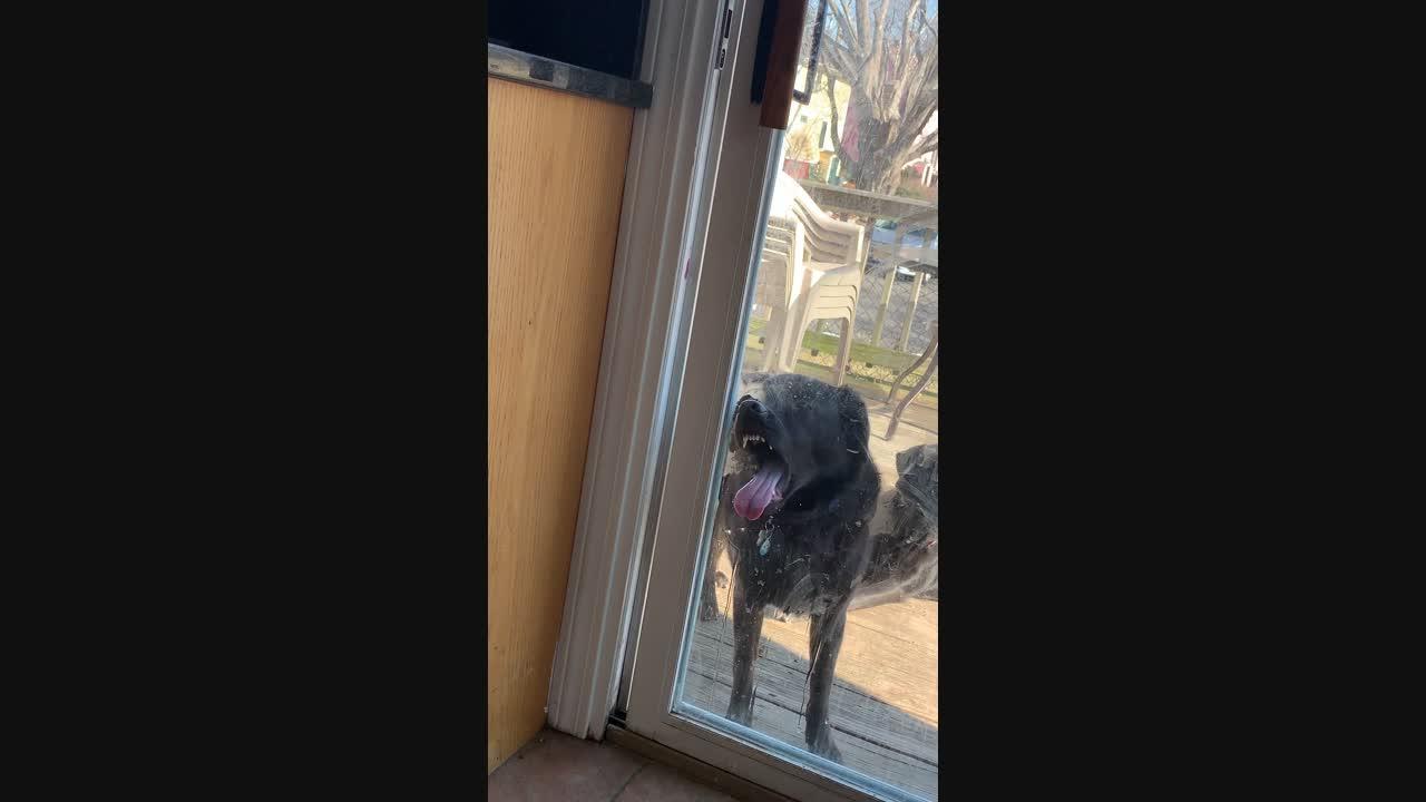 Doggo Loves to Lick Glass Door