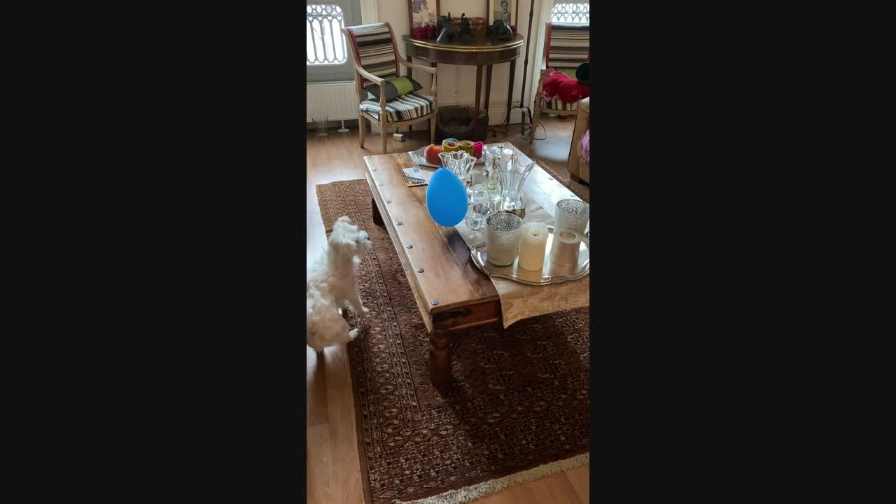 Maltese Loves Bouncing Balloons in the Air