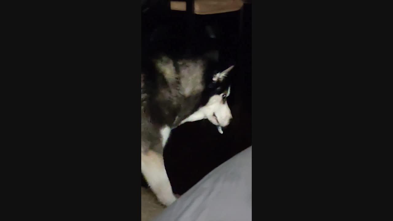 Husky Steals His Owner's Toothbrush